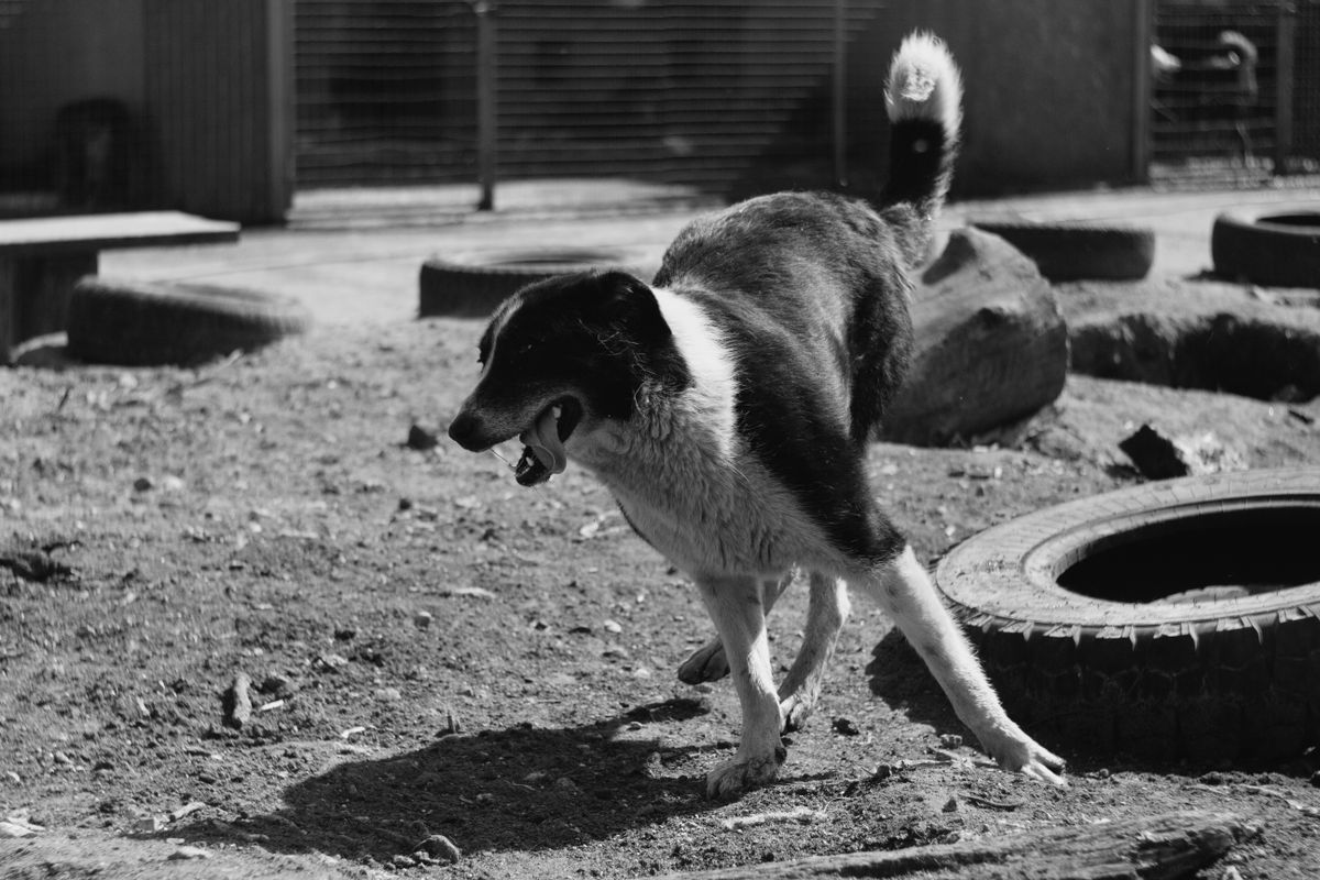 Troca de casa com animais: as 2 fórmulas que funcionam