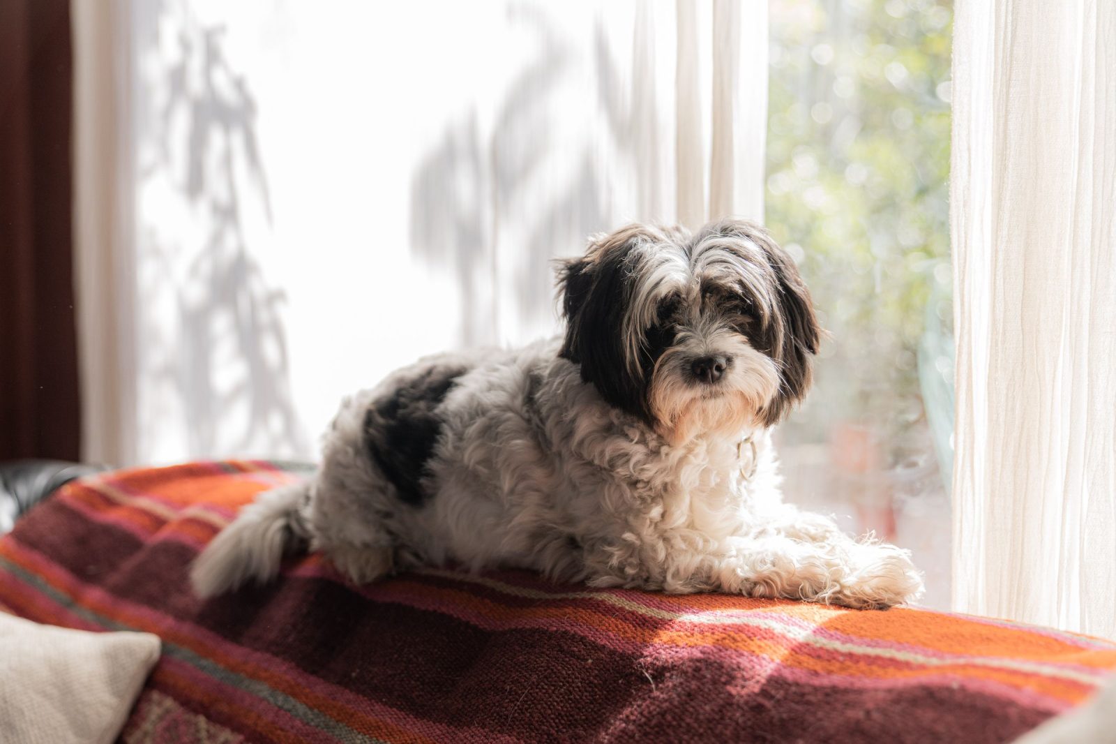 Um cão pequeno preto e branco instalado num sofá coberto por uma manta às riscas, diante de uma janela cheia de sol